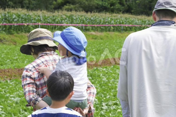 野菜畑で収穫作業をする家族 農業,農家,田舎暮らしの写真素材