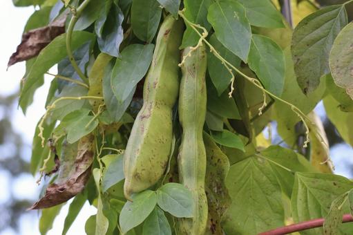 緑の葉と大きなナタマメの実のなるアップの写真