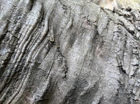 木の模様 木の模様,背景,庭の写真素材