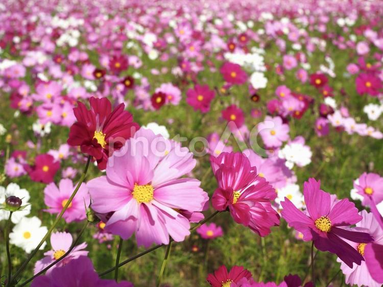 たくさんのコスモス コスモス,こすもす,秋桜の写真素材