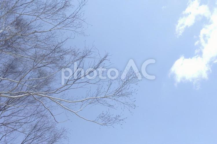 白樺の木と青空 白樺,青空,木の写真素材