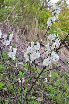 ハナモモの花 ハナモモの花 ハナモモ,花,満開の写真素材