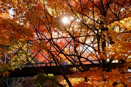紅葉と逆行と橋 紅葉,モミジ,秋の写真素材