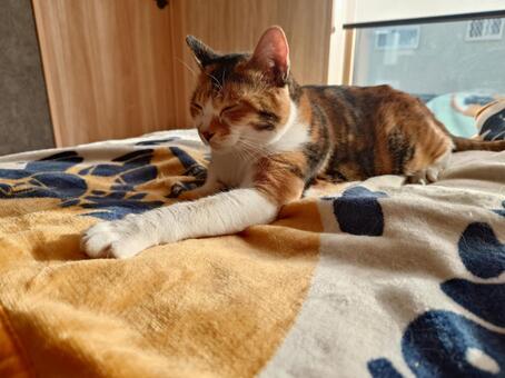 うとうとする猫 猫,三毛猫,ねこの写真素材