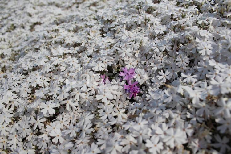 白い小花の中に映えるピンクの小花 小花,ピンク,桃色の写真素材