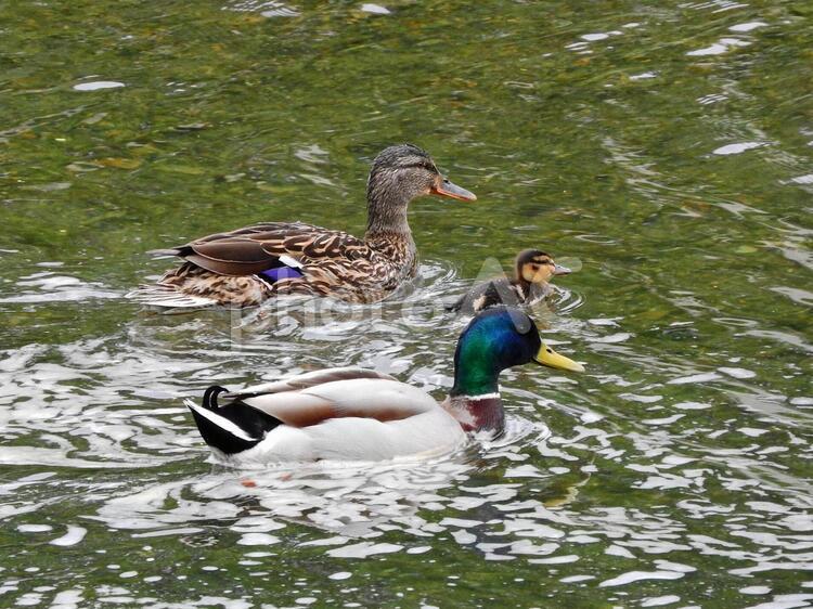 マガモの一家　親子　家族　野鳥 マガモ,真鴨,家族の写真素材