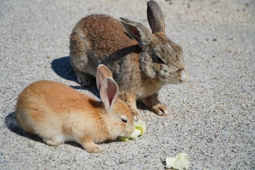 大久野島 野ウサギ2 大久野島 野ウサギ2 うさぎ,ウサギ,動物の写真素材