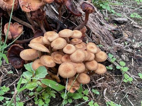 ナラタケモドキ  キノコ　秋　雑木林 ナラタケモドキ,キノコ,秋の写真素材