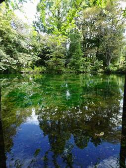 池の水面② 池の水面②の写真