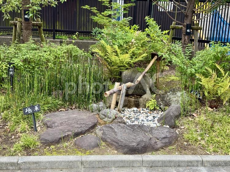 堀切菖蒲園の鹿おどし 鹿おどし,竹,伝統工芸の写真素材