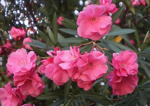 一番花 一番花 花,flower,自然の写真素材