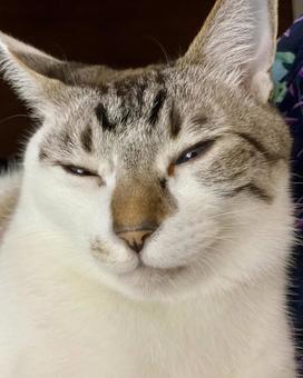 まったりフェイスのシャム系猫様　縦画像 猫,シャムトラ,アップの写真素材