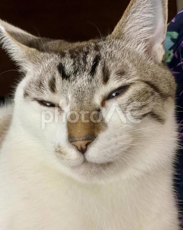 まったりフェイスのシャム系猫様　縦画像 猫,シャムトラ,アップの写真素材