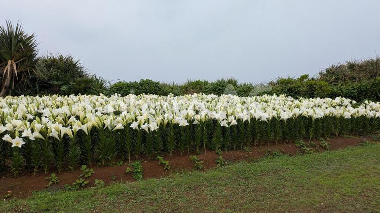 雨の日のリリーフィールド公園 リリーフィールド公園,ユリ,テッポウユリの写真素材