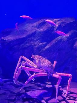 タカアシガニ2 タカアシガニ2の写真