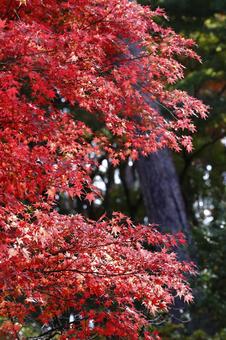 紅葉 紅葉 もみじ,楓,かえでの写真素材