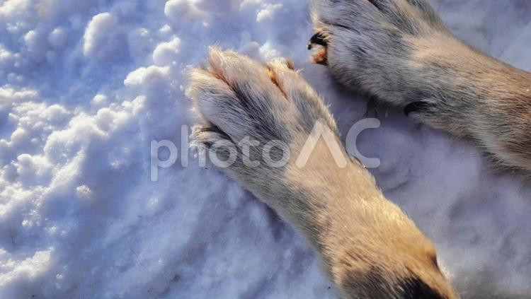 雪の上に置かれた犬の足 犬,動物,かわいいの写真素材