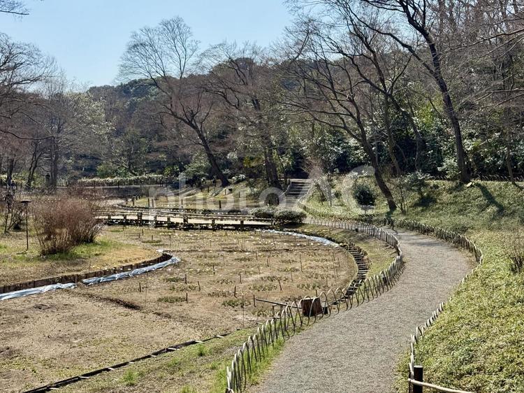 明治神宮　御苑　冬の花菖蒲畑 明治神宮御苑,御苑,庭園の写真素材