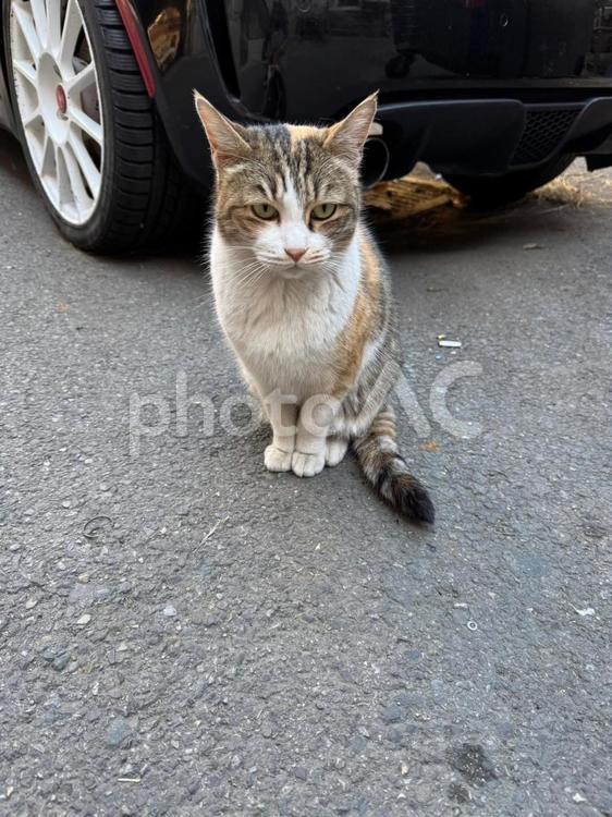 睨みをきかせる三毛猫 三毛猫,猫,野良猫の写真素材