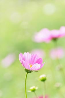 江ヶ崎のコスモス畑 江ヶ崎のコスモス畑 秋桜,アップ,つぼみの写真素材