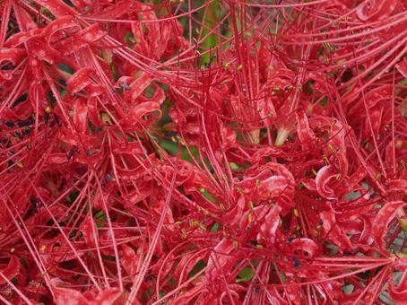 Photo, higambana, cluster amaryllis, raindrops, 