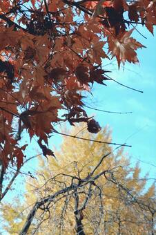 紅葉　カエデ（楓）とイチョウ（銀杏）晩秋 銀杏,いちょう,かえでの写真素材