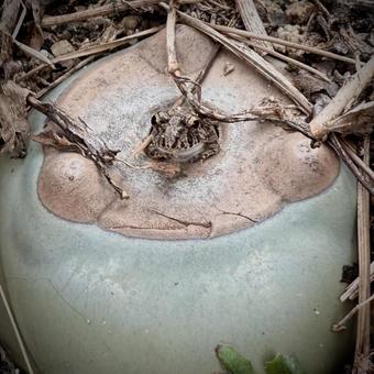 植木鉢の家から頭出すカエルの写真