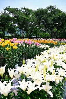 色鮮やかな満開のゆり園 色鮮やかな満開のゆり園 ゆり,百合の花,花の写真素材