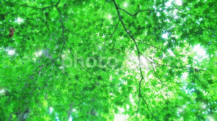 爽やかな夏のもみじ 新緑,もみじ,初夏の写真素材