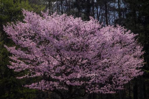 満開の桜 満開の桜の写真
