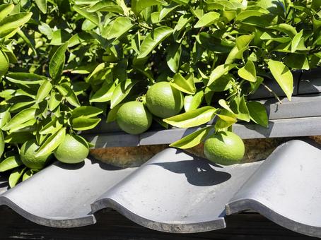 夏みかんのある風景 夏みかん,果物,樹木の写真素材