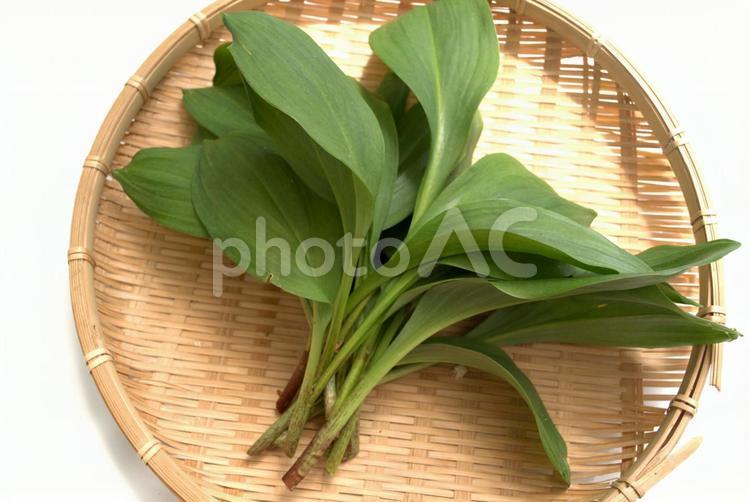 収穫した新鮮な行者にんにく 行者にんにく,ギョウジャニンニク,山菜の写真素材