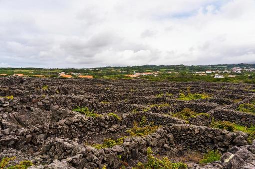ピコ島　ブドウ畑　風景 ピコ島,アゾーレス諸島,ポルトガルの写真素材