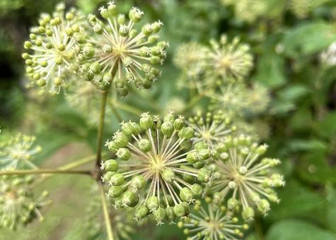 山ウドの若い実 独活,晩夏,実の写真素材