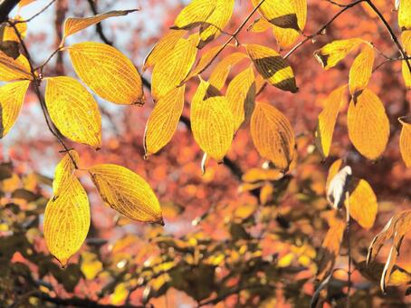 黄色い葉の背景 紅葉,日本,箱根の写真素材