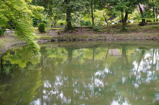 緑が美しい古刹の池 緑が美しい古刹の池の写真