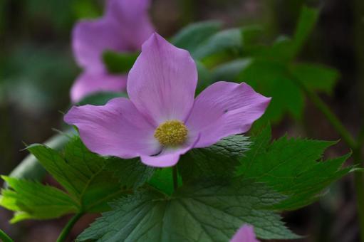 シラネアオイ① シラネアオイ①の写真