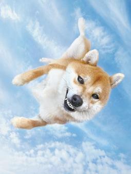 柴犬 空から舞い降りる 柴犬 空から舞い降りるの写真