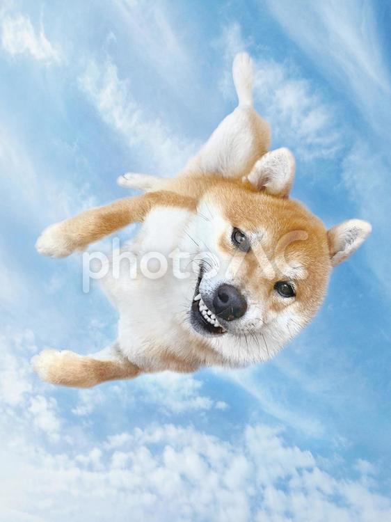 柴犬　空から舞い降りる 落下,急降下,落ちるの写真素材