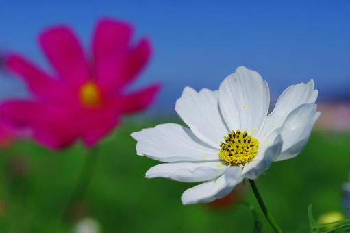 秋桜 コスモス 秋の花 白い花 秋桜 コスモス 秋の花 白い花 秋桜,コスモス,秋の花の写真素材