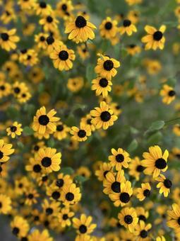 Photo, yellow, flower, summer, 