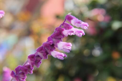 セージ　マクロ セージ,芳香,合弁花の写真素材