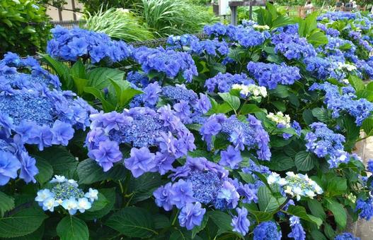紫陽花まつり2025 紫陽花まつり2025の写真