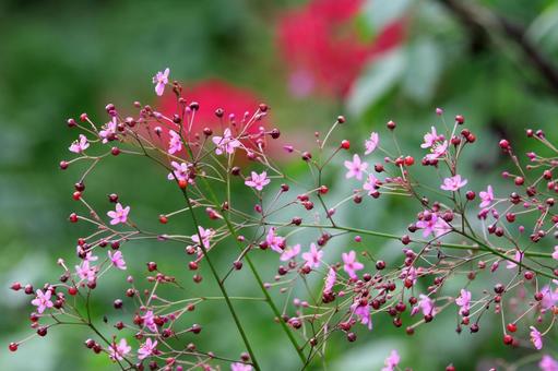 ピンクの花ハゼランと彼岸花 ピンクの花ハゼランと彼岸花の写真