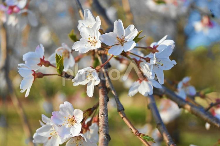 ソメイヨシノの花 木,樹木,はっぱの写真素材