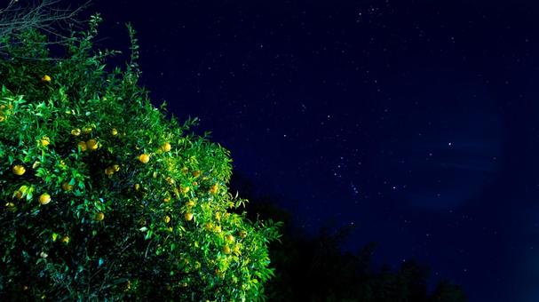 星降る実りの樹の下で 星降る実りの樹の下での写真