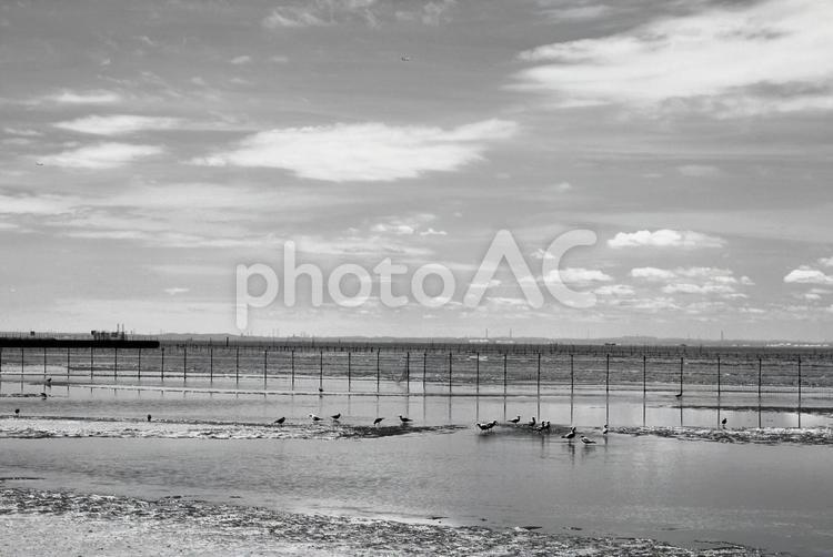 船橋三番瀬海浜公園 干潟,海岸,海の写真素材