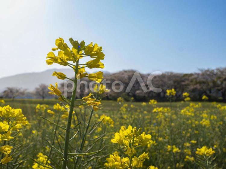 菜の花満開の春の日 菜の花,満開,春の日の写真素材