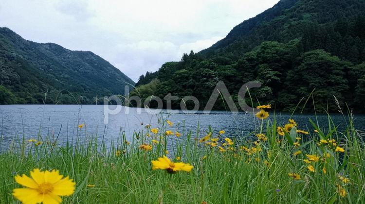 新緑の風景 新緑,みどり,グリーンの写真素材