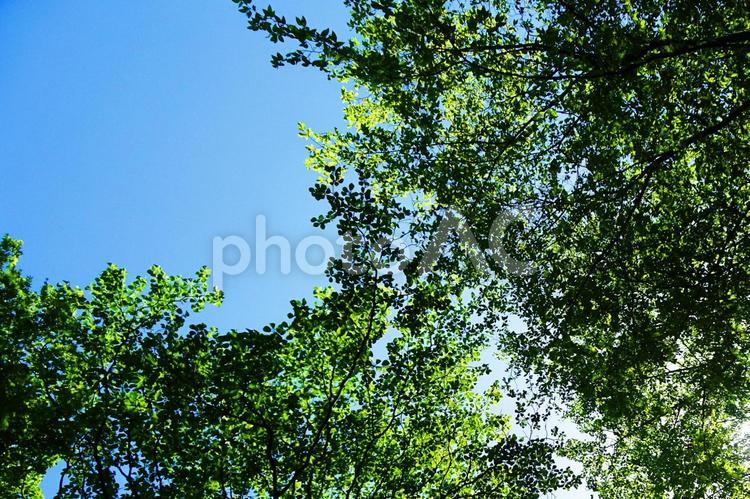 樹木と空 木,葉,新緑の写真素材